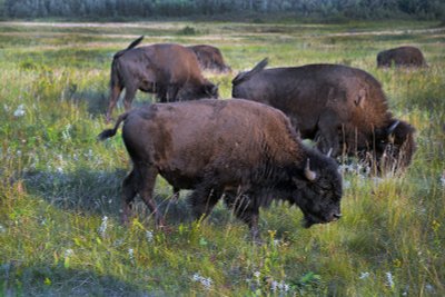 Vier bis fünf Bisons grasen friedlich auf einer Wiese.